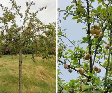 Van 'rotte appel' naar zoete bestemming in Friesland! 